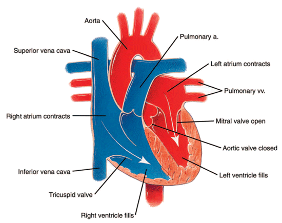 The heart during diastole The heart during diastole